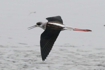 Black-winged Stilt Unknown Spots Tue, 12/19/2017