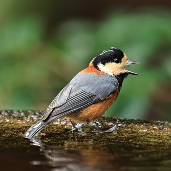 Varied Tit 権現山(弘法山公園) Tue, 11/22/2022