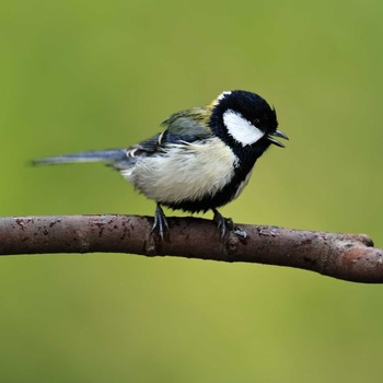 Japanese Tit 権現山(弘法山公園) Tue, 11/22/2022