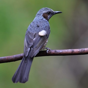 Brown-eared Bulbul 権現山(弘法山公園) Tue, 11/22/2022