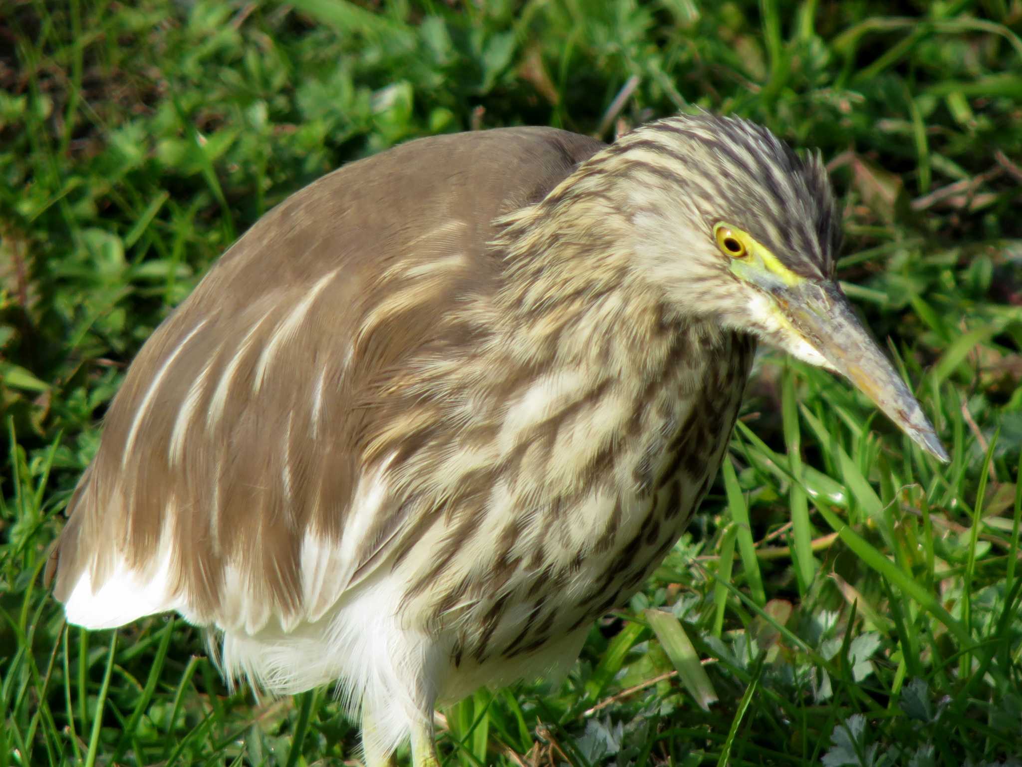 Photo of Chinese Pond Heron at  by みっちー