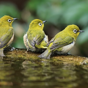 Warbling White-eye 権現山(弘法山公園) Tue, 11/22/2022