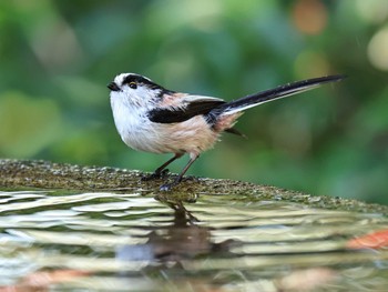 エナガ 権現山(弘法山公園) 2022年11月22日(火)