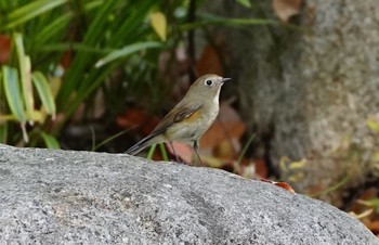 Red-flanked Bluetail Osaka castle park Tue, 11/22/2022