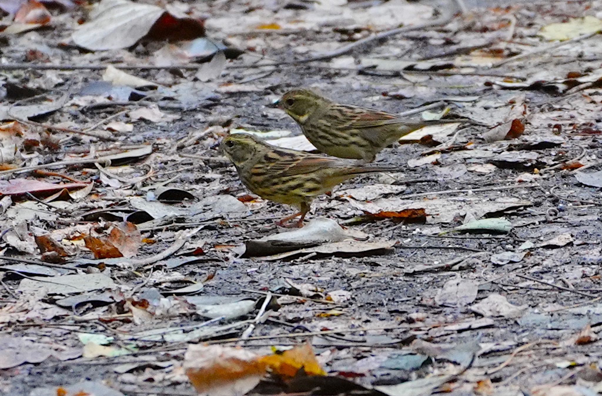 Photo of Masked Bunting at Osaka castle park by アルキュオン