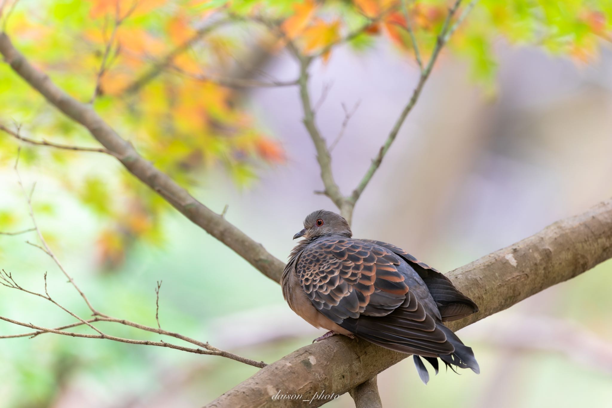 薬師池公園 キジバトの写真 by Daison