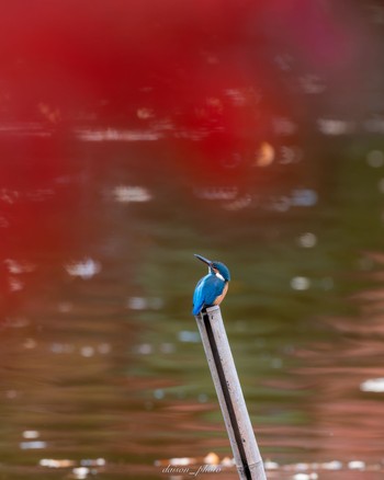 2022年11月14日(月) 薬師池公園の野鳥観察記録