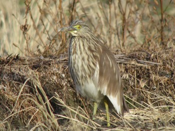 Chinese Pond Heron Unknown Spots Thu, 12/29/2016