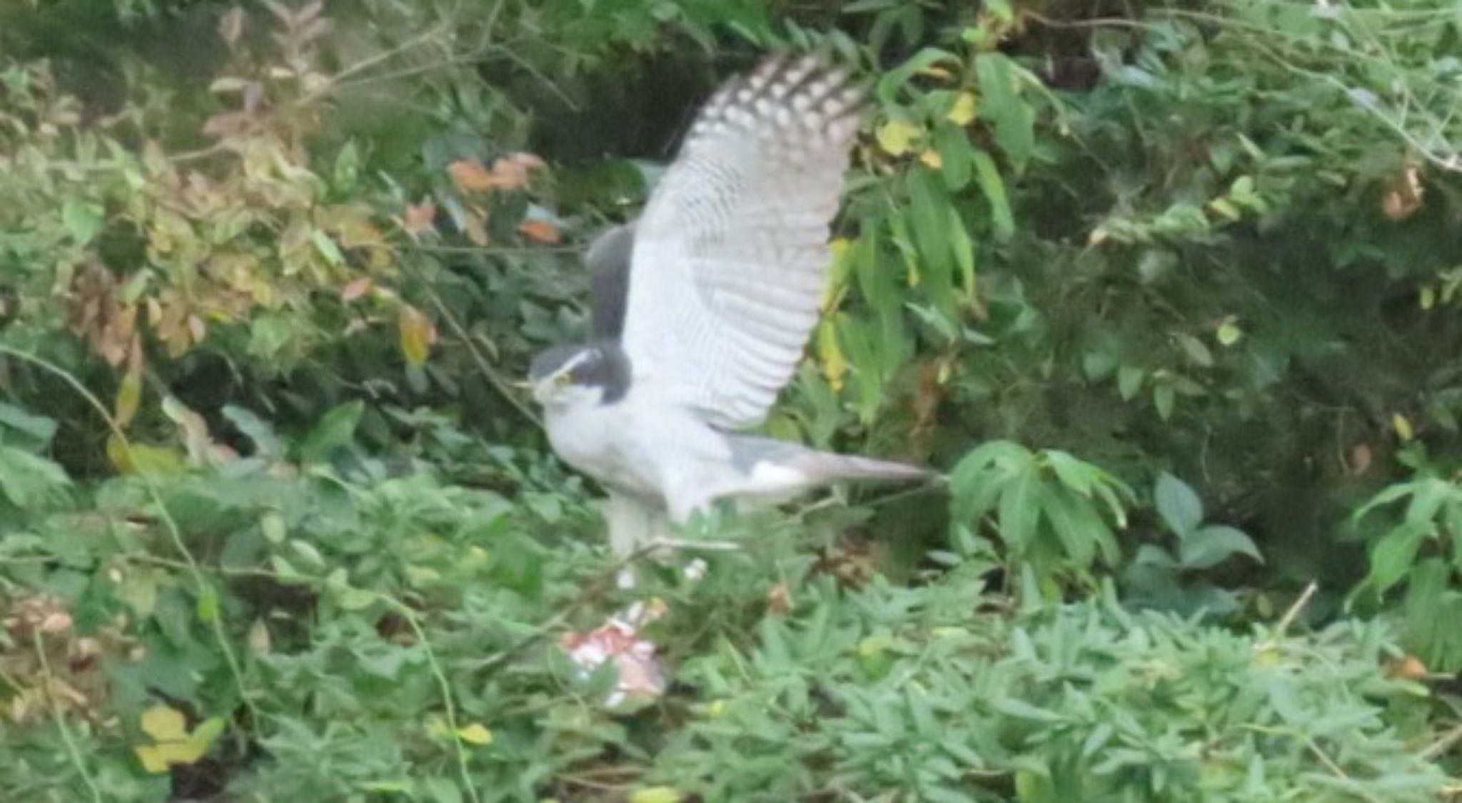 Photo of Eurasian Goshawk at Mizumoto Park by toritoruzo 