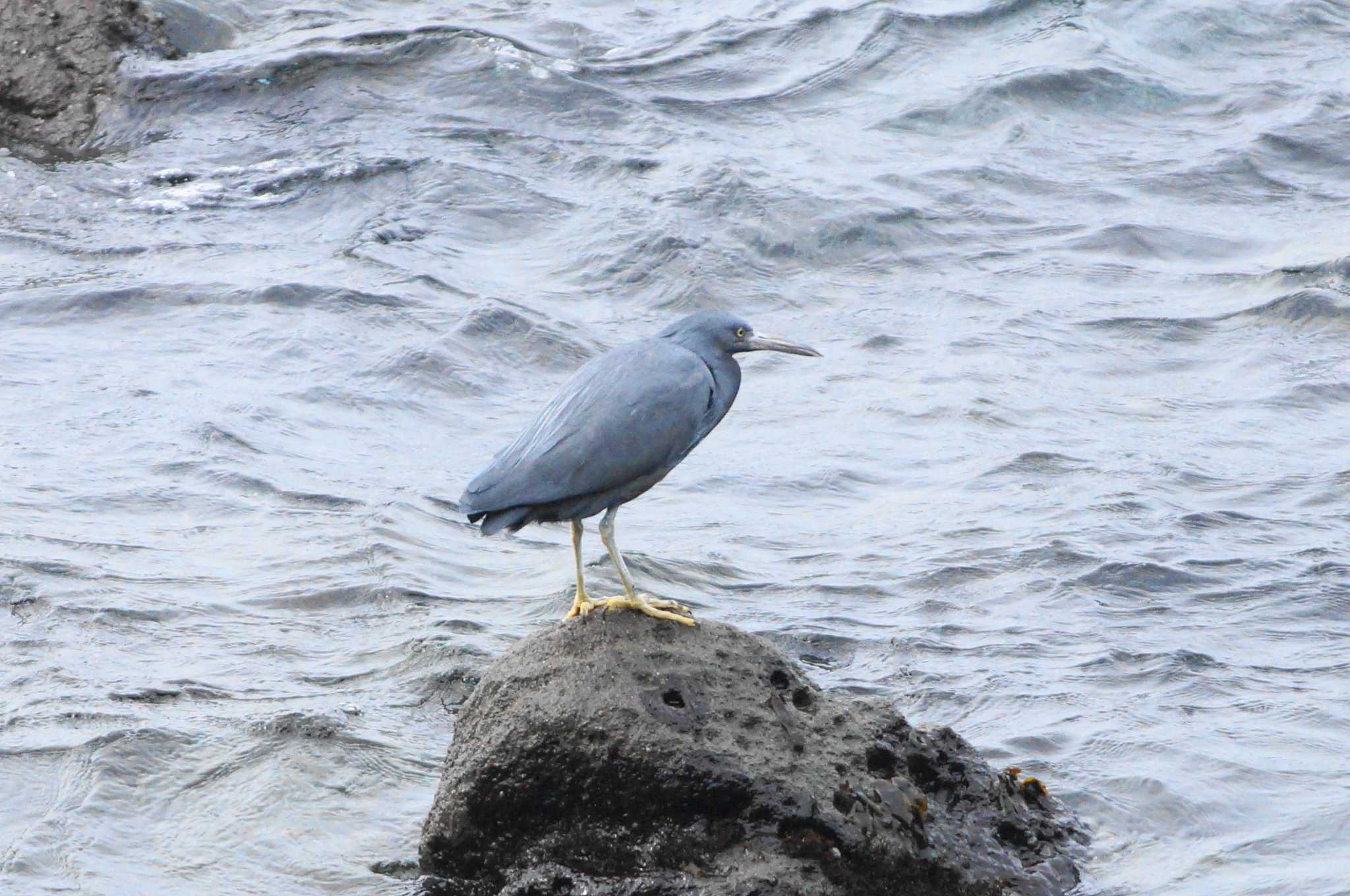 Photo of Pacific Reef Heron at 真鶴半島 by bea