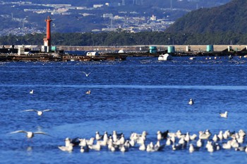 Black-headed Gull 奥駿河湾(沼津市) Mon, 11/21/2022