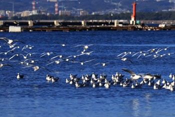 Black-headed Gull 奥駿河湾(沼津市) Mon, 11/21/2022