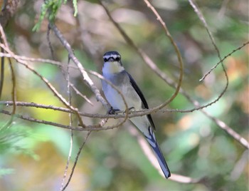 Ryukyu Minivet 多摩地区 Tue, 11/22/2022