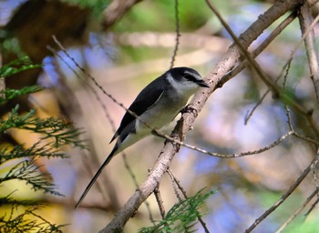 リュウキュウサンショウクイ 多摩地区 2022年11月22日(火)