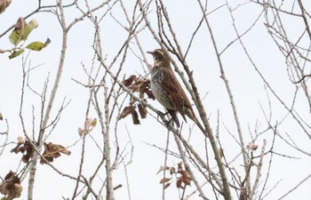 2022年11月22日(火) 勅使池(豊明市)の野鳥観察記録