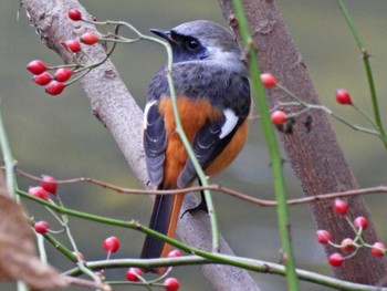 Daurian Redstart 木曽川河跡湖公園 Tue, 11/22/2022