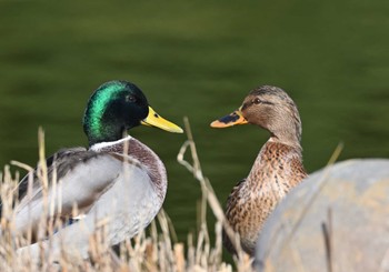 2022年11月22日(火) 昭和記念公園の野鳥観察記録