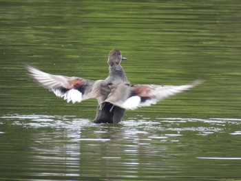 Gadwall 京都府 Sun, 10/30/2022