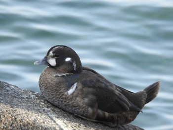 Harlequin Duck 山下公園 Tue, 11/22/2022