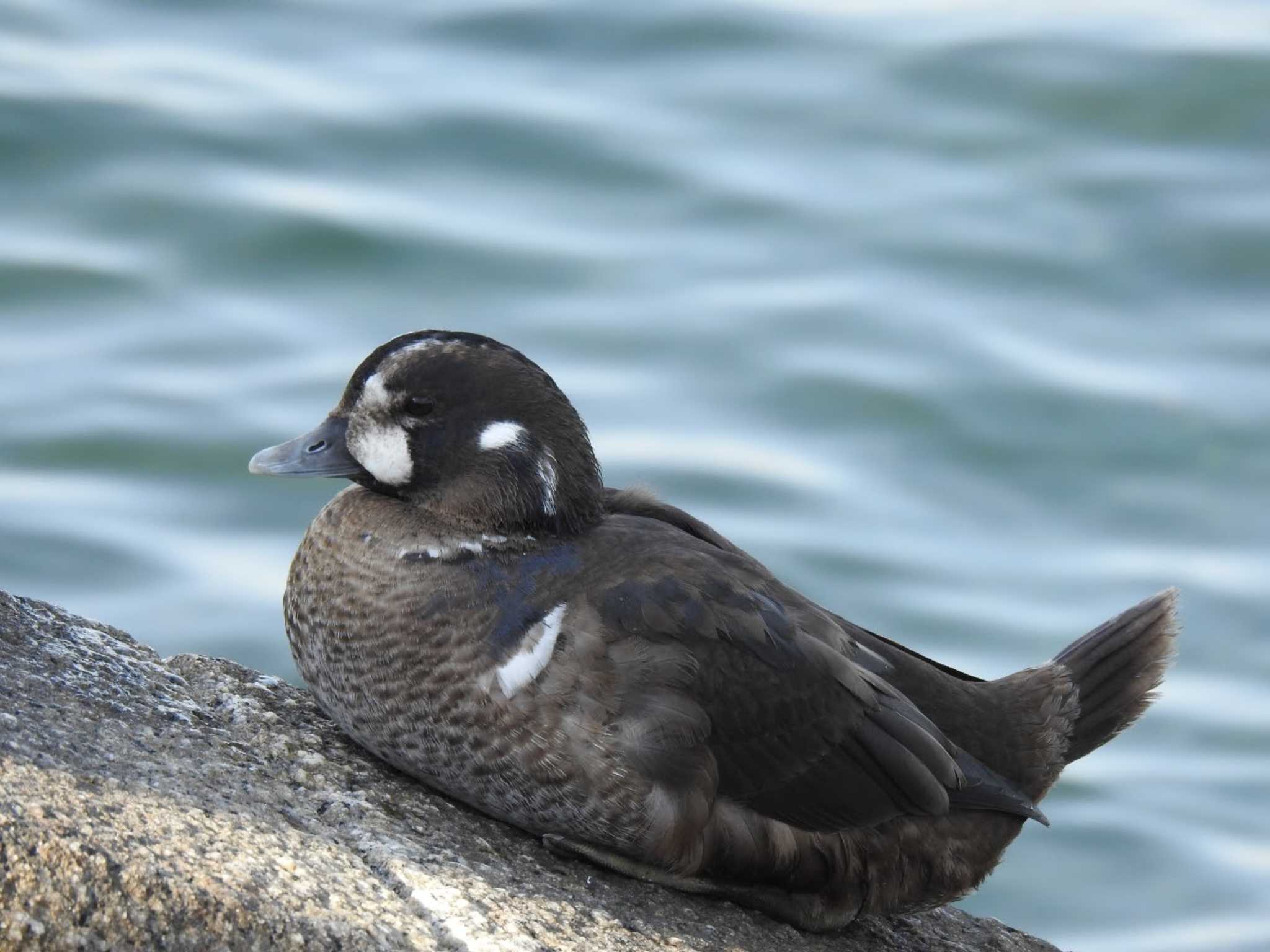 Harlequin Duck