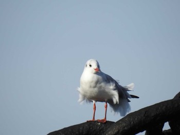 ユリカモメ 山下公園 2022年11月22日(火)