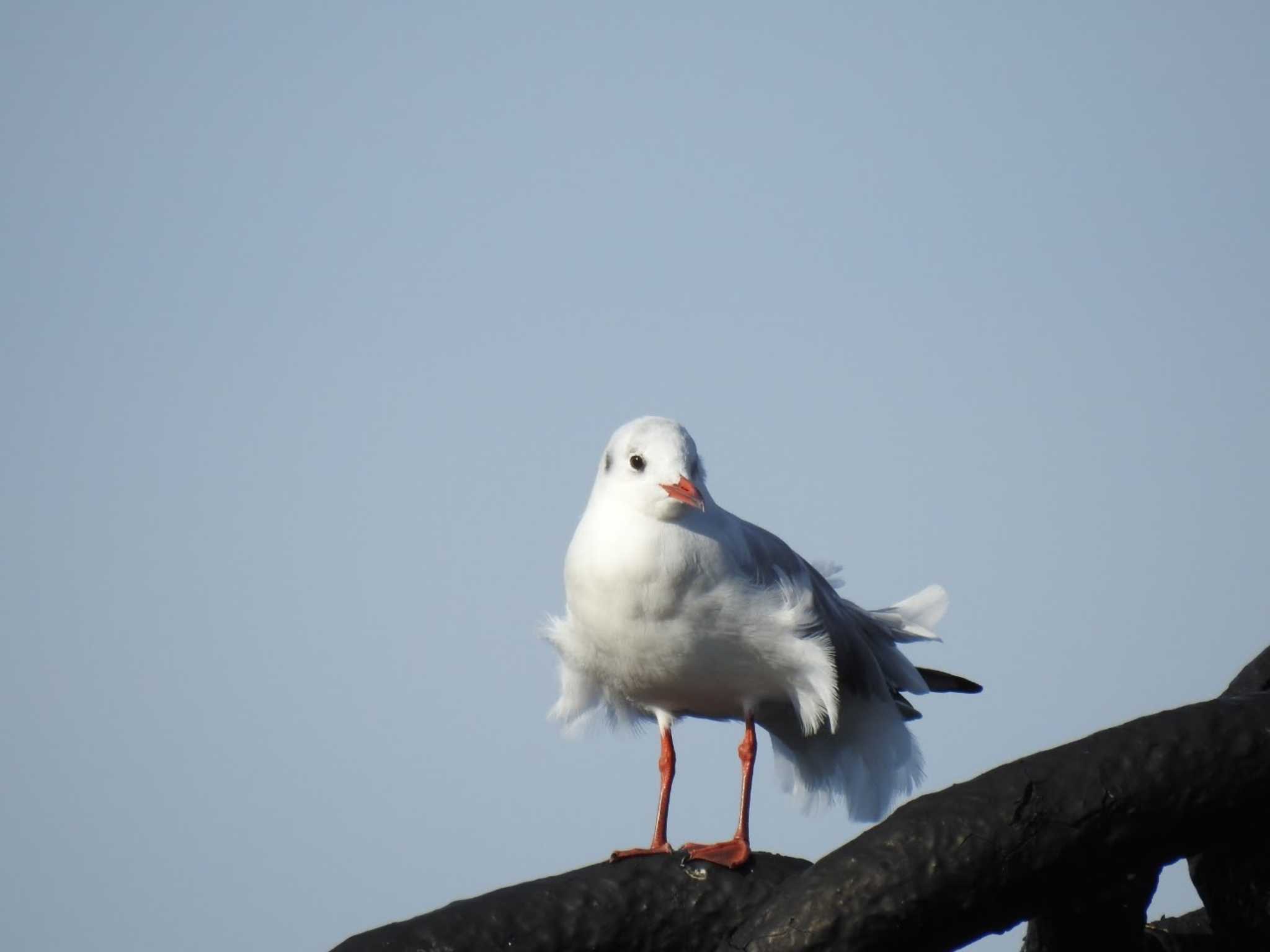 山下公園 ユリカモメの写真 by catnip2018