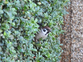 Eurasian Tree Sparrow 山下公園 Tue, 11/22/2022