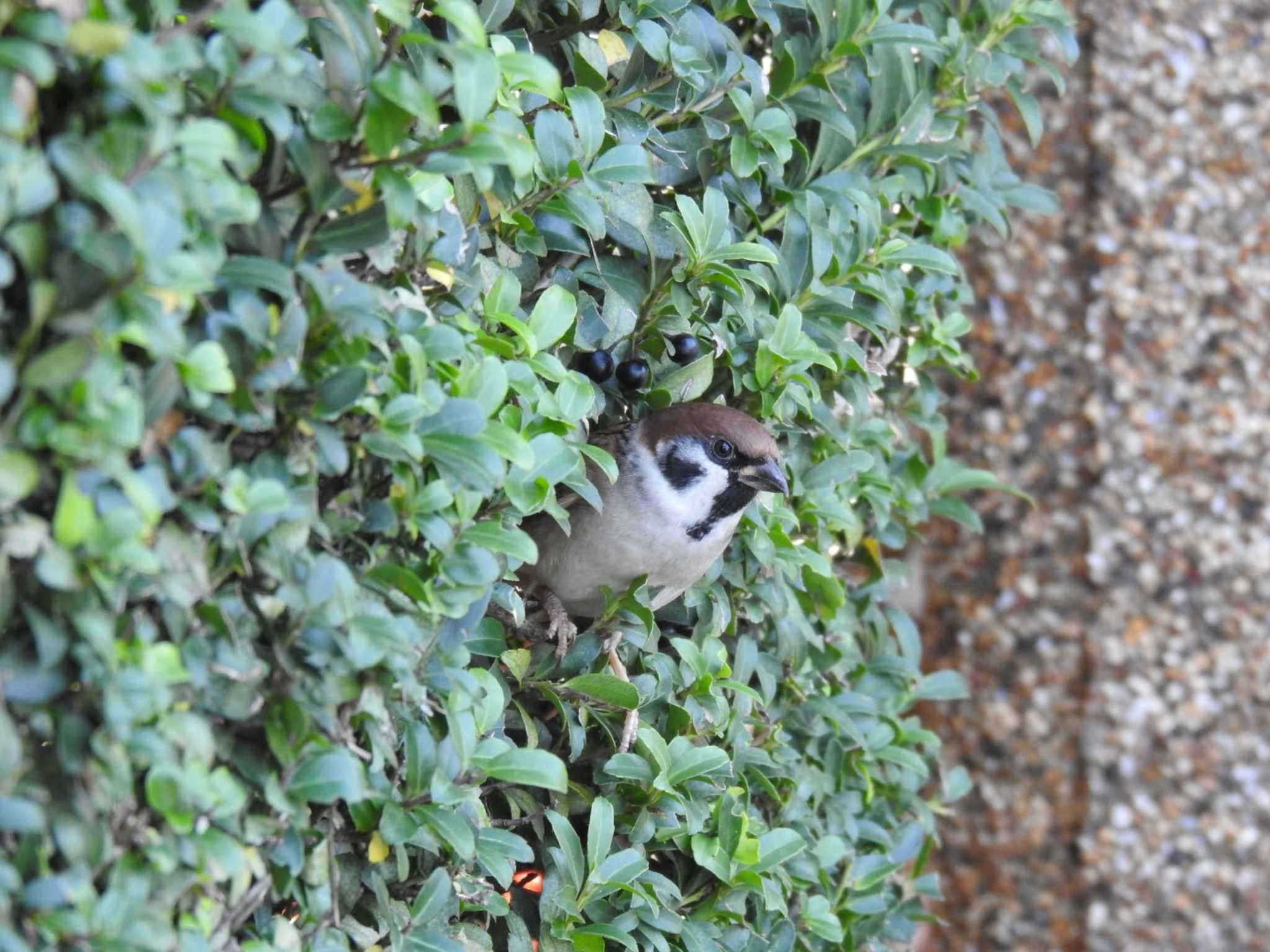 Eurasian Tree Sparrow