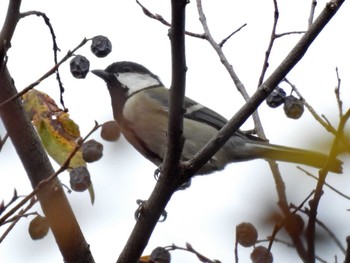 Japanese Tit 木曽川河跡湖公園 Tue, 11/22/2022