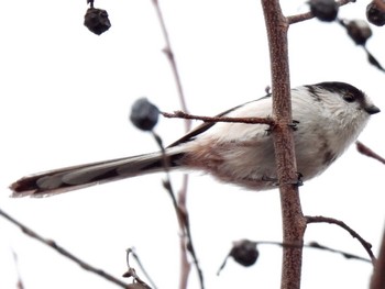 Long-tailed Tit 木曽川河跡湖公園 Tue, 11/22/2022