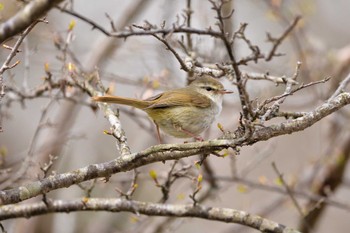 Japanese Bush Warbler 赤城山 Sat, 4/30/2022