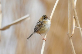 Zitting Cisticola 城沼 Sat, 2/19/2022