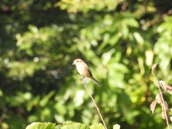 Bull-headed Shrike 川越市 池辺 Sun, 10/30/2022