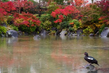 Muscovy Duck 檜町公園(東京ミッドタウン) Mon, 11/21/2022