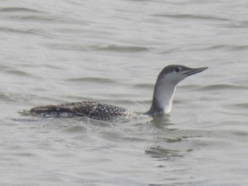 Red-throated Loon 湧洞沼(豊頃町) Sat, 11/19/2022