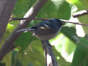 Slaty-blue Flycatcher