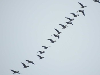 Cackling Goose 湧洞沼(豊頃町) Sat, 11/19/2022