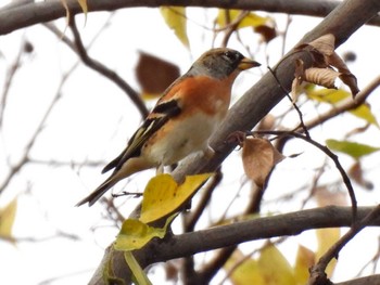 Brambling 木曽川河跡湖公園 Tue, 11/22/2022