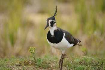 Northern Lapwing 斐伊川河口 Tue, 11/22/2022