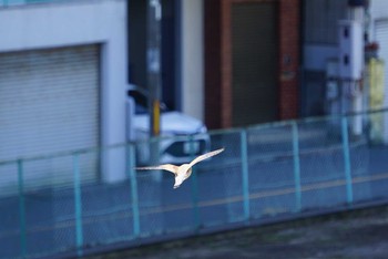 チョウゲンボウ 大阪府大阪市 淀川 2018年3月1日(木)