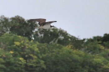 Osprey 山口県立きらら浜自然観察公園 Tue, 11/22/2022