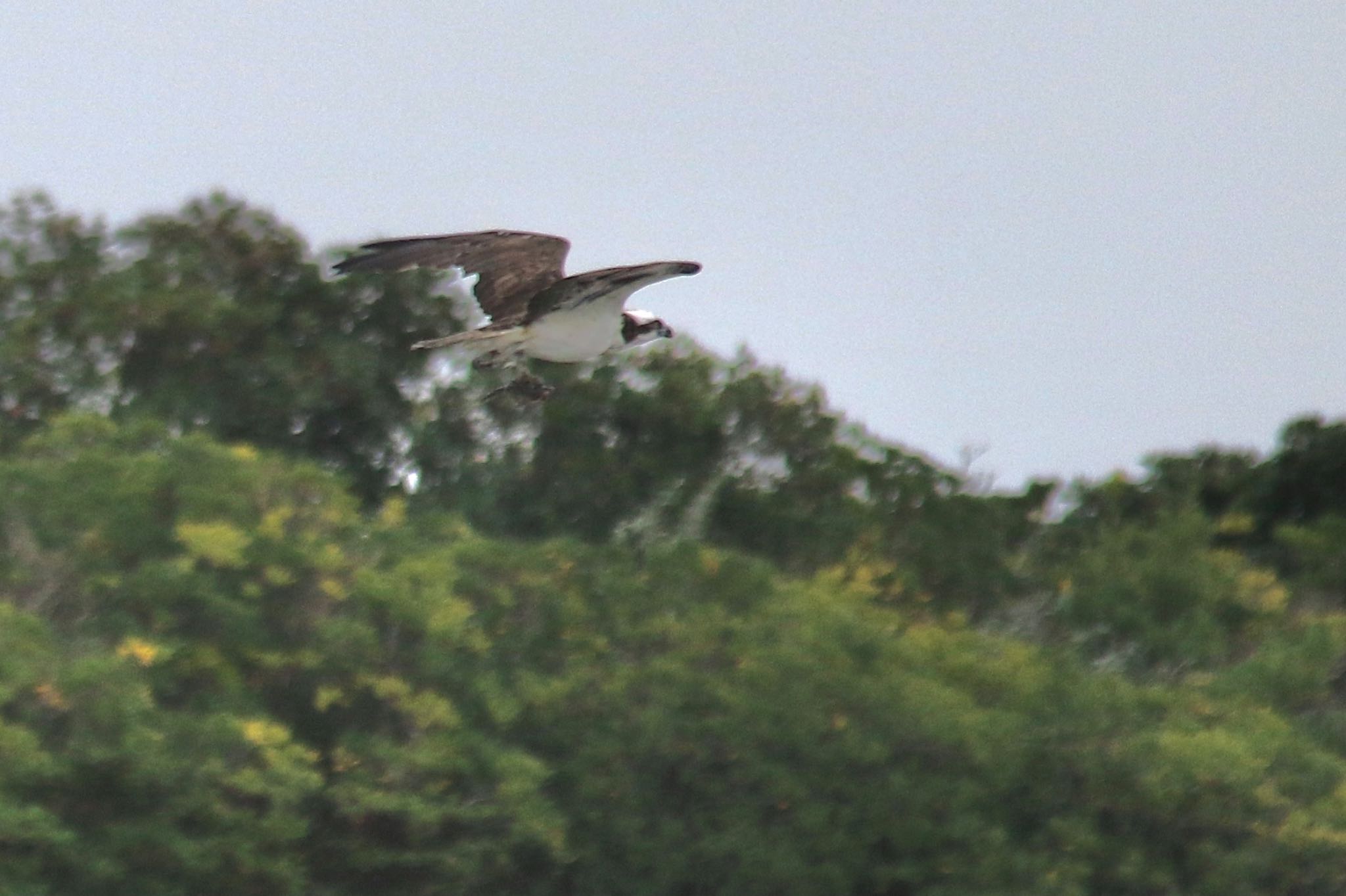 Photo of Osprey at 山口県立きらら浜自然観察公園 by たけ隊長