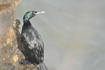 2022年11月22日(火) 納沙布岬の野鳥観察記録
