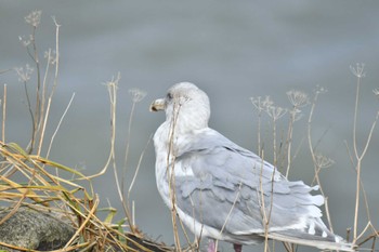 Glaucous-winged Gull 納沙布岬 Tue, 11/22/2022