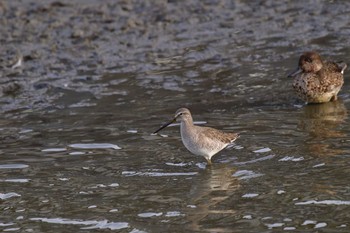 2022年11月22日(火) 伊佐沼の野鳥観察記録