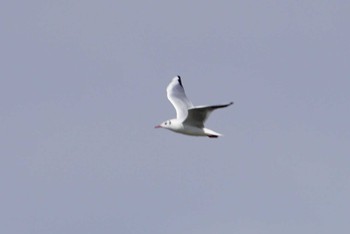 Black-headed Gull 大阪府大阪市 淀川 Thu, 3/1/2018