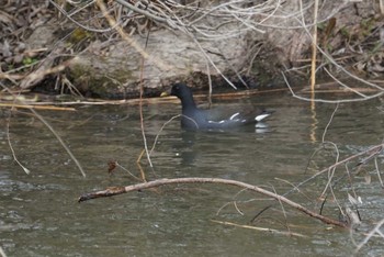 Common Moorhen 大阪府大阪市 淀川 Thu, 3/1/2018