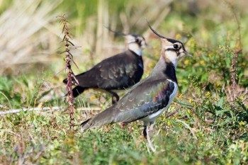 2022年11月19日(土) 平塚田んぼの野鳥観察記録