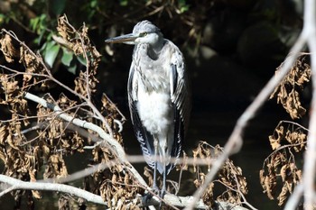 アオサギ 明石公園 2022年10月16日(日)