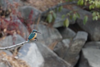 Thu, 3/1/2018 Birding report at 大阪府大阪市 淀川